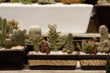 Plant nursery in Coyoacan