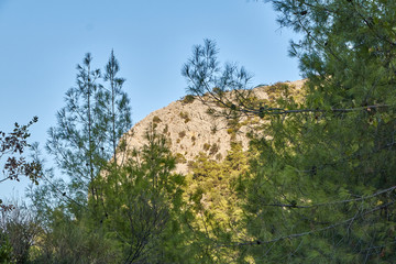 tree in the mountains