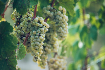 Viticulture: Green riesling grapes on the vine ready for the harvest. Riesling grapes in the vineyard. - obrazy, fototapety, plakaty