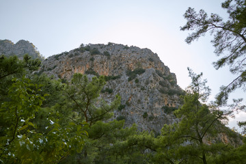 tree in the mountains