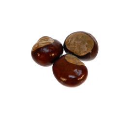 chestnut isolated on white background