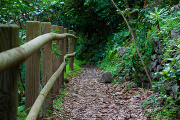 Los Tilos de Moya, Gran Canaria
