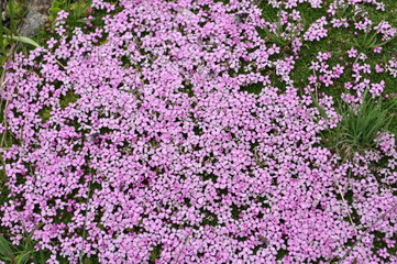 purple flowers in the garden, Flower carpet