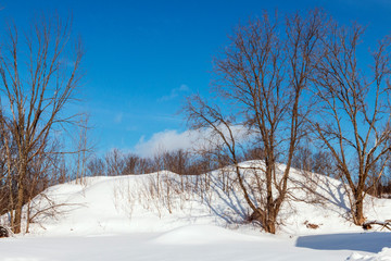 winter rural landscape with snowy trees and blue sky