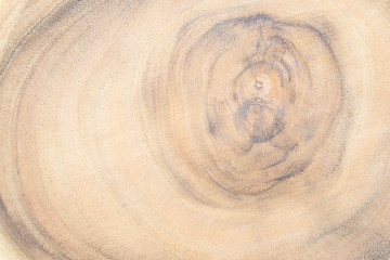 Fototapeta na wymiar Closeup of end cut wood tree section. Old wooden rain tree cut surface. Detailed warm brown and orange tones of a felled tree trunk or stump.