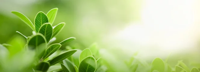 Poster Close up van natuur weergave groen blad op wazig groen achtergrond onder zonlicht met bokeh en kopieer ruimte met als achtergrond natuurlijke planten landschap, ecologie behang of dekking concept. © Montri Thipsorn