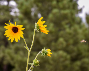 yellow flowers in field with little bee