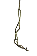 Spiral twisted jungle tree branch, vine liana plant isolated on white background, clipping path included