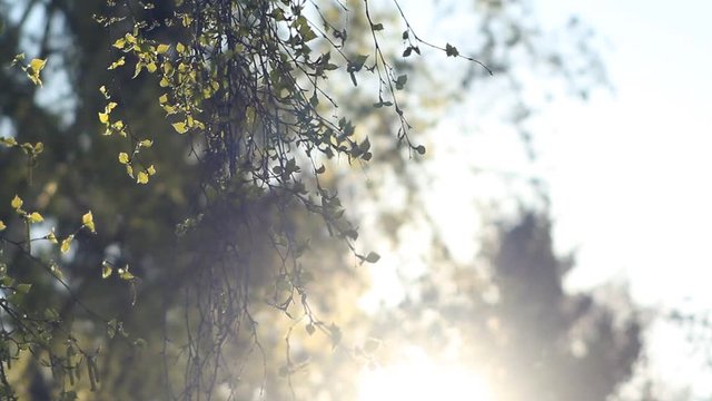 Green leaves branch birch treen video background