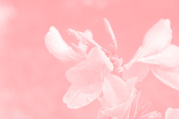 Fototapeta na wymiar Soft gentle macro flower background. Blurred artistic image in soft sweet tones.