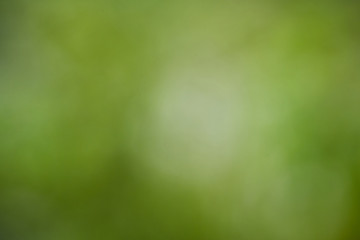 Fototapeta na wymiar Abstract blurred of green nature background.