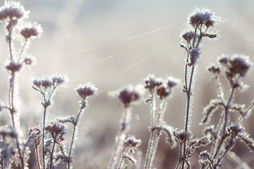 flowers on blue background