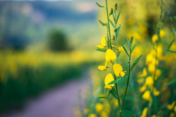 Yellow flowers shot close-up after blurred