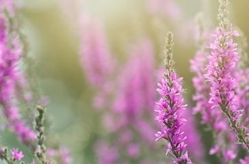 Naklejka premium Beautiful image with violet flowers of field in full bloom