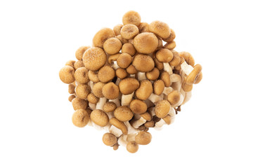 Closeup image of asian shimeji brown mushrooms bunch isolated at white background.