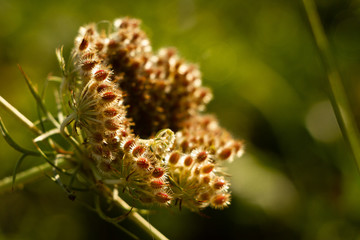 Plante macro