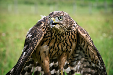Hawk portrait.