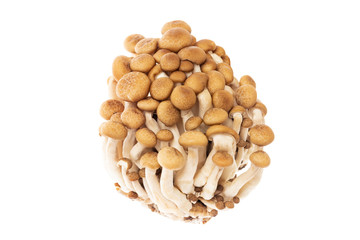 Closeup image of asian shimeji brown mushrooms bunch isolated at white background.