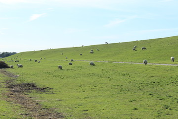 Sheep on the green dyke at Bensersiel, Northern Germany