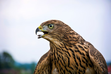 Hawk portrait.