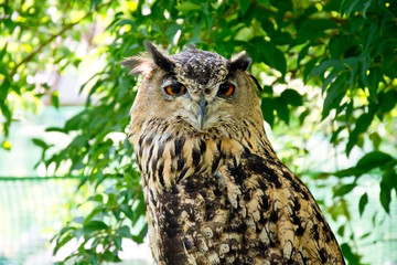 Obraz premium Portrait of eurasian eagle owl.