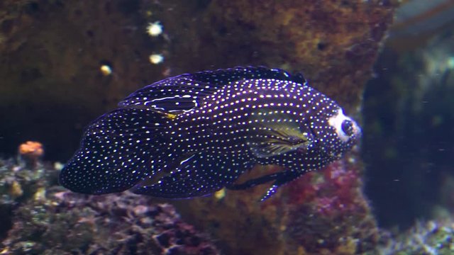 closeup of a white spotted cichlid, tropical aquarium pet, Beautiful exotic fish specie