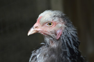 A chicken at the farm
