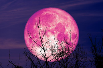 super full harvest moon on night sky back dry branch tree in the field