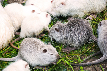 Many muskrats eating grass.