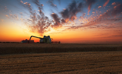 Fototapeta premium Combine harvester in action on wheat field.
