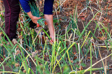 A farmer collects green feathers of onions on a garden bed.