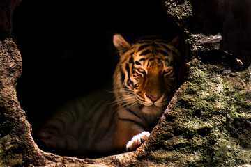 A great Siberian Tiger at Zoo photographed during one travel