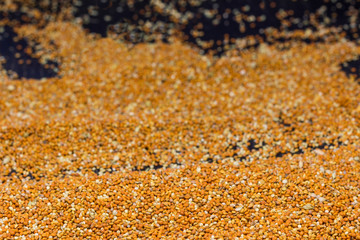 Grains of red millet on a black background