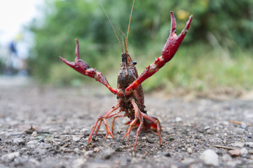 wild red swamp crawfish attacks!