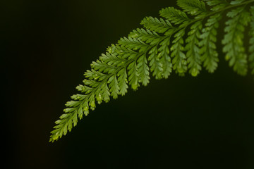 fern on green background