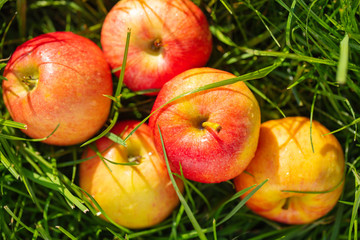 apples on green grass in the garden