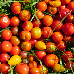 Fototapeta na wymiar tomatoes on green grass close-up