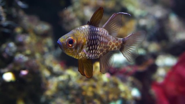 closeup of a pajama cardinalfish, popular aquarium pet from the pacific ocean