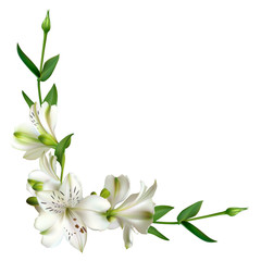 White flowers. Floral background. Leaves. Lilies.