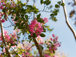 Blüte von Lagerstroemia indica or Chinesische kräuselmyrthe 