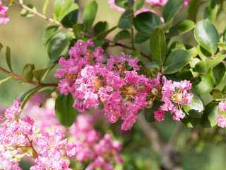 Lagerstroemia indica -  Kräuselmyrthe mit rosafarbene Sorten blumen 