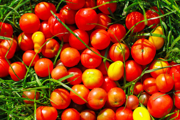 tomatoes on green grass close-up