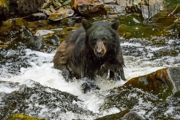 Alaskan black bear fishing for salmon in a cold mountain stream