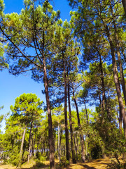 forêt de pins	