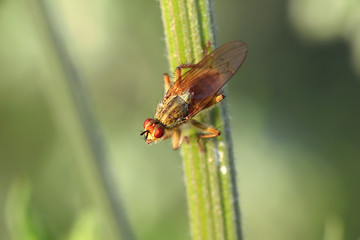 Insecte sur tige végétale