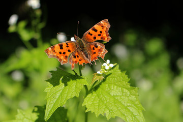 Papillon orange