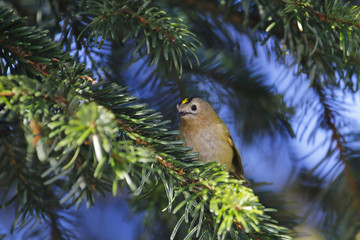 Wintergoldhähnchen sitzt im Frühling auf einem Nadelbaum Zweig Regulus regulus