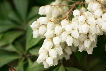 Bunch of white Lily of the Valley flower with green leaves 