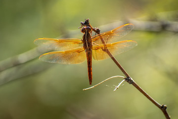 red dragonfly on a stick