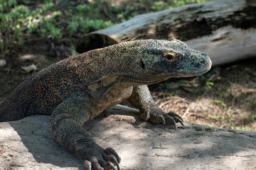 Obraz premium komodo dragon on rock